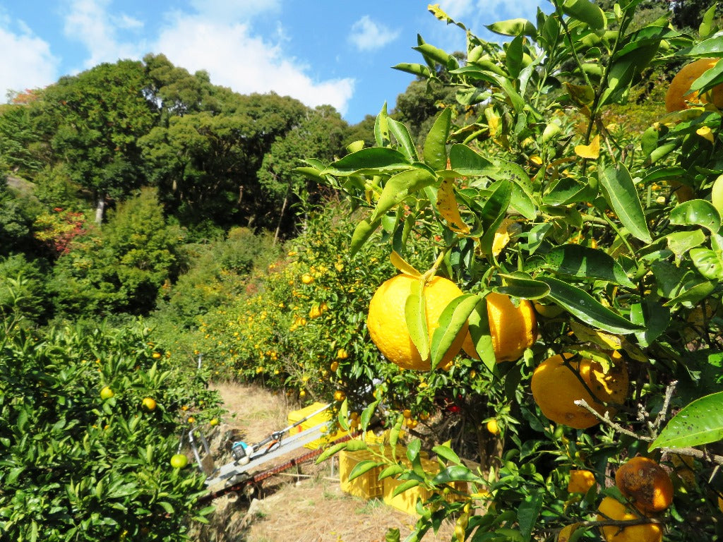 和歌山県有田産 ゆず(柚子)優品 (1kg)