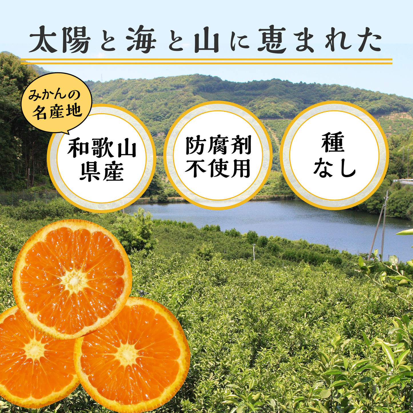 紀伊路屋 和歌山有田産 かんきつ中間母本農6号(のうろく) みかん 1.7kg