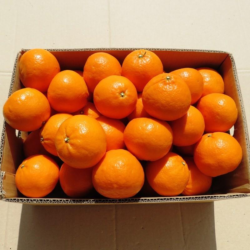 紀伊路屋 和歌山有田産 かんきつ中間母本農6号(のうろく) みかん 1.7kg
