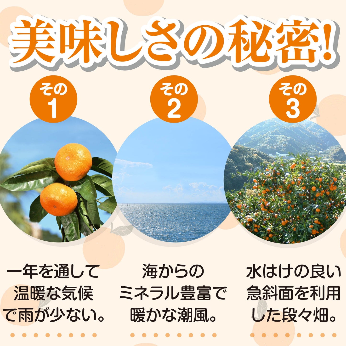 紀伊路屋 和歌山有田産 かんきつ中間母本農6号(のうろく) みかん 1.7kg