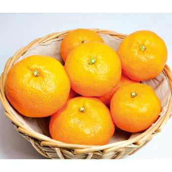 和歌山県有田産 『温州みかん』 『優品』(7.5kg入り)