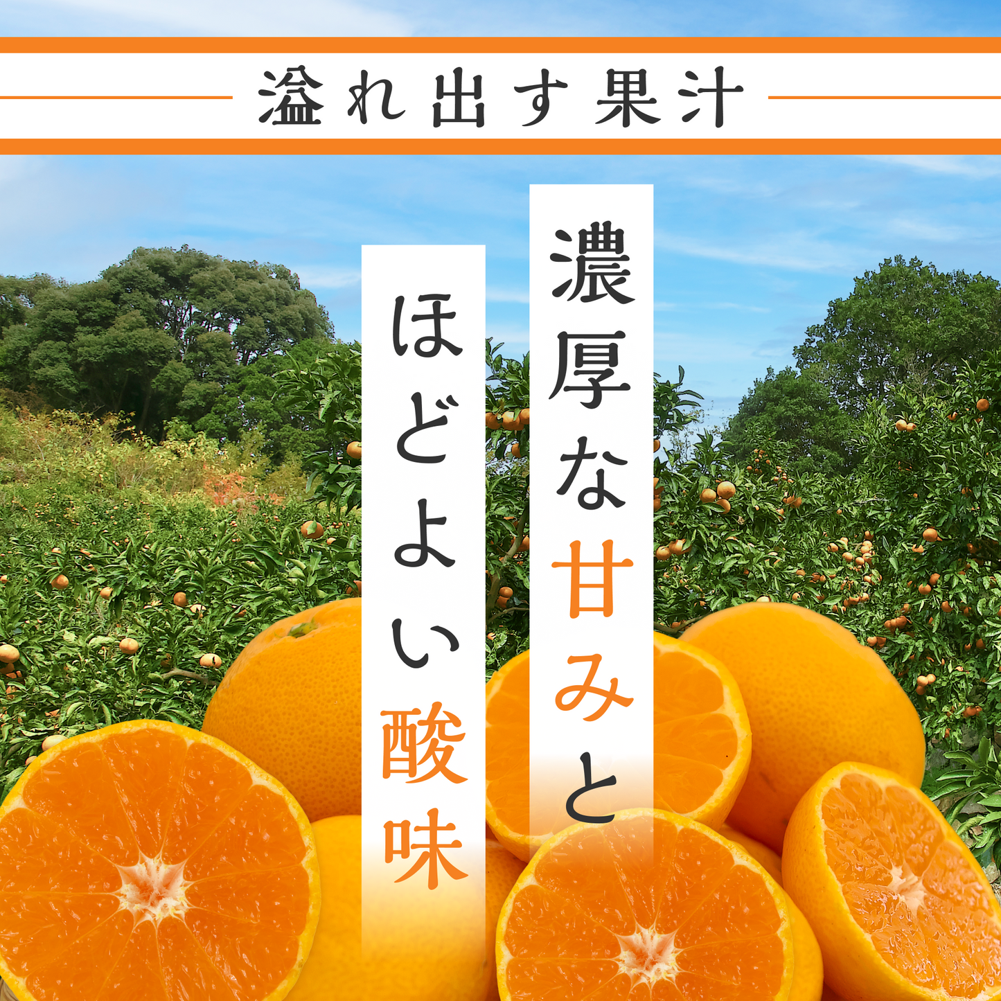 和歌山県有田産『みかん』(3kg入り)