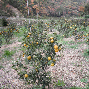 和歌山県有田産 じゃばら (3kg入り)