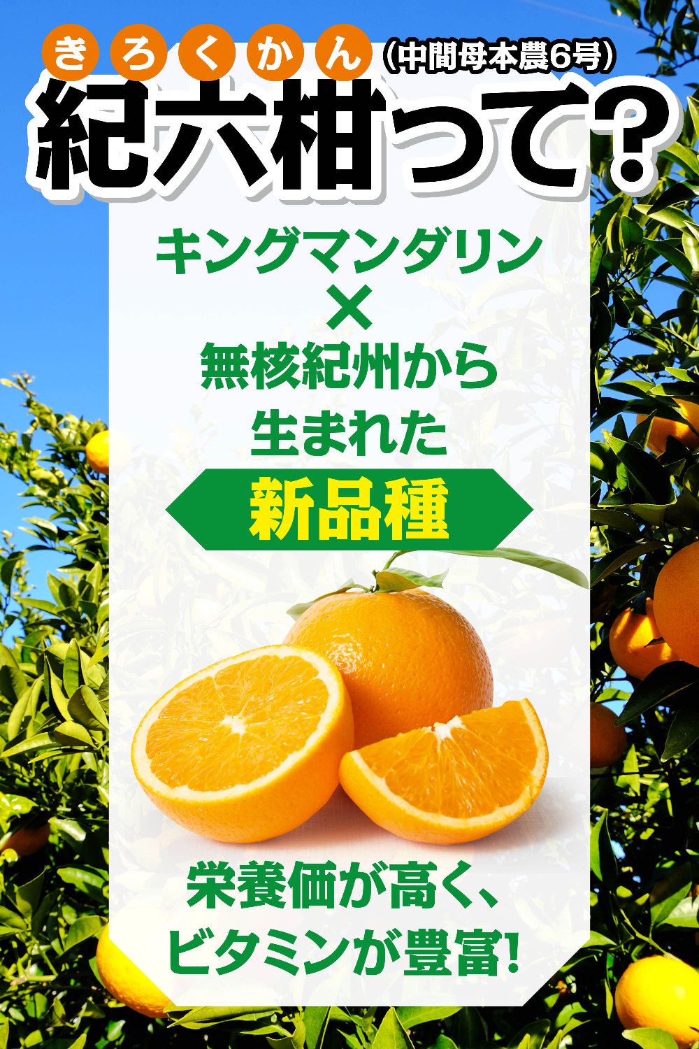 紀伊路屋 紀六柑(きろくかん) かんきつ中間母本農6号 無添加ストレートジュース100%(720ml)