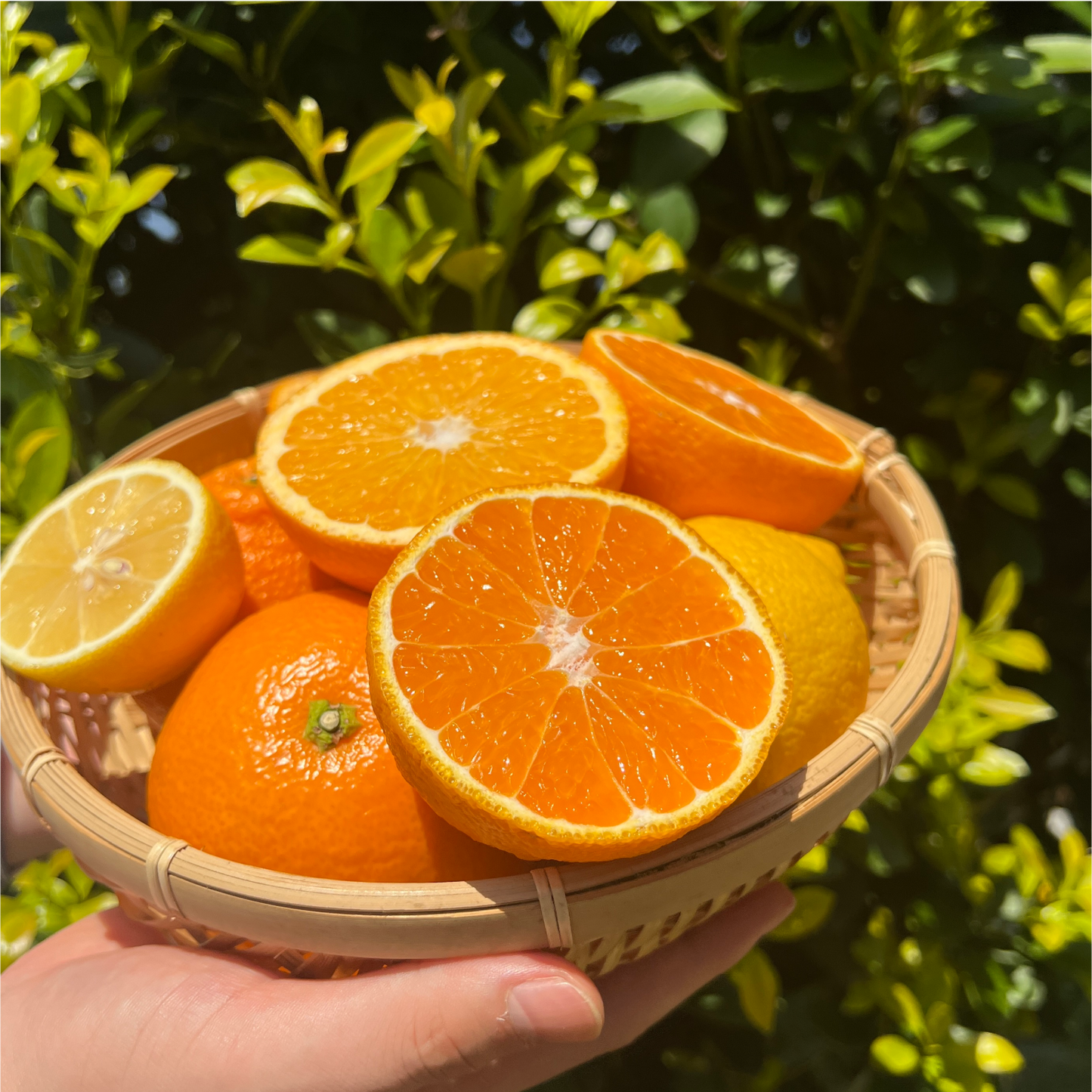 無添加ドライフルーツ選べる4個セット【お得】