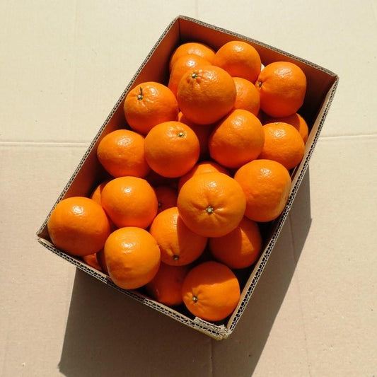 紀伊路屋 和歌山有田産 かんきつ中間母本農6号(のうろく) みかん 3kg