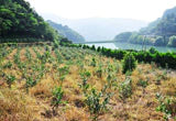 和歌山県有田産 じゃばら (1.5kg入り)