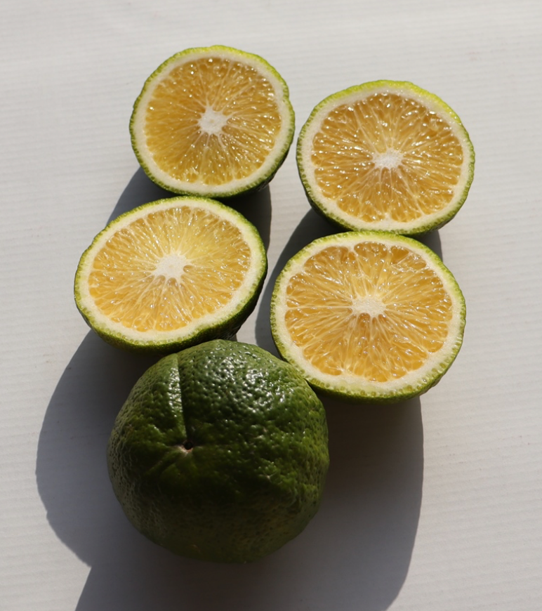 広川町じゃばら組合が栽培した 柑橘じゃばらジャバラ　（3kg入り）